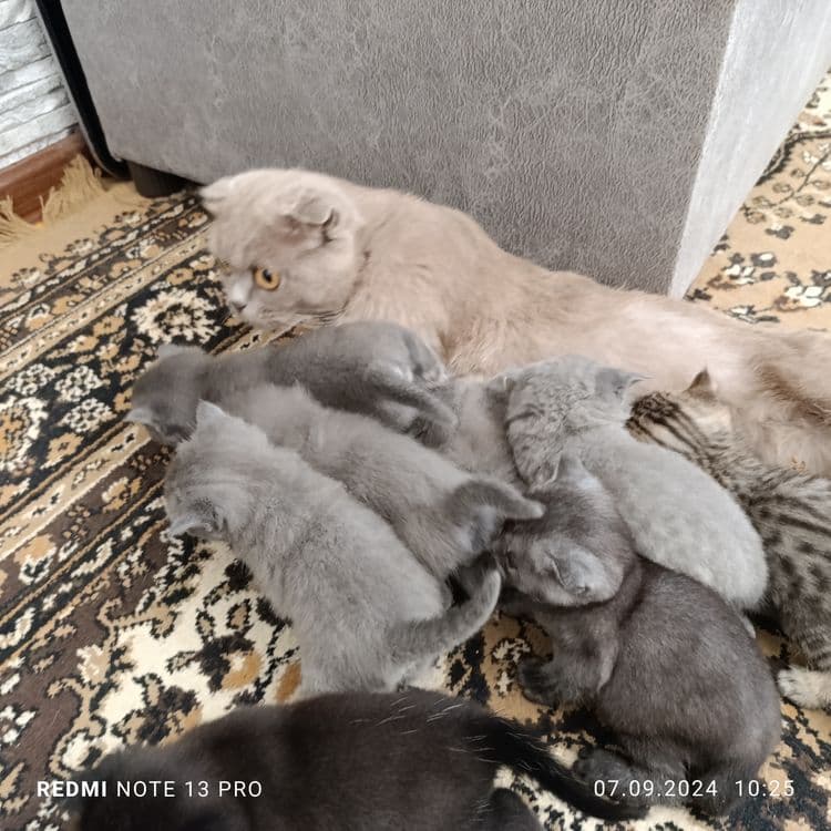 Милые котята готовы дарить тепло!!! — 5