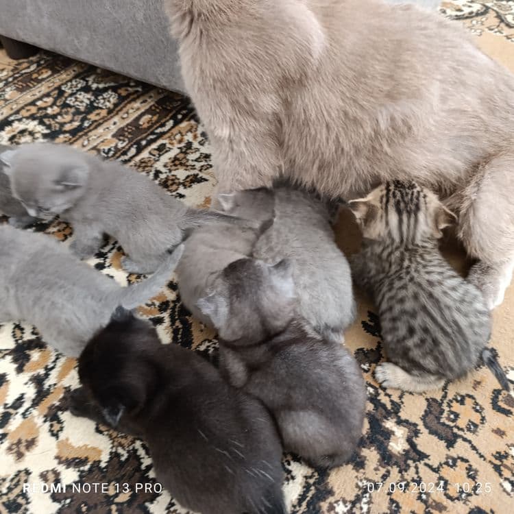 Милые котята готовы дарить тепло!!! — 6