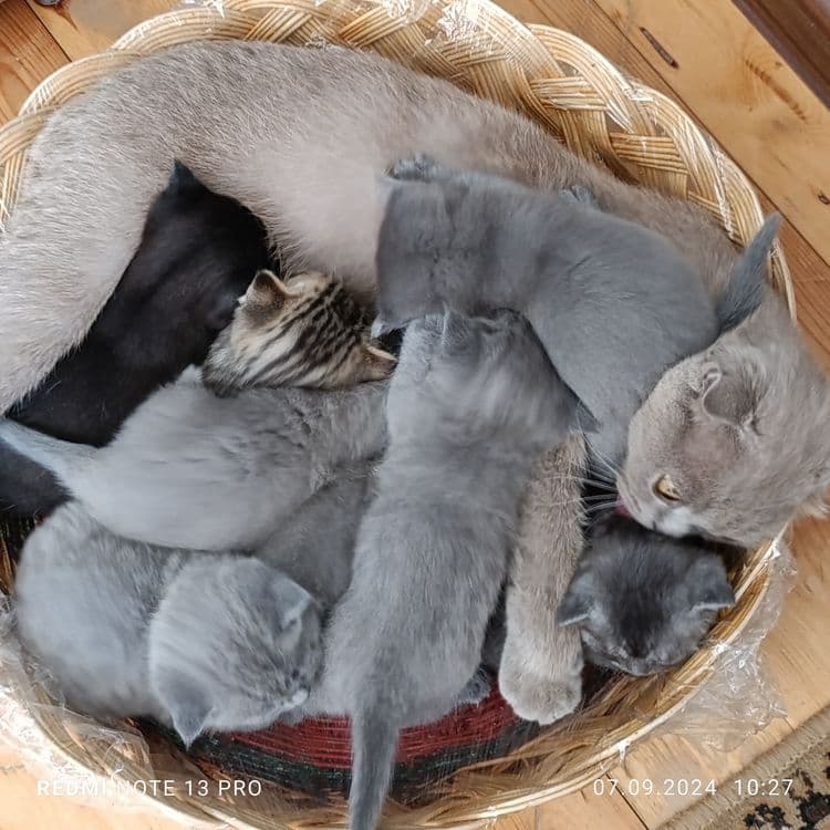 Милые котята готовы дарить тепло!!! — 7