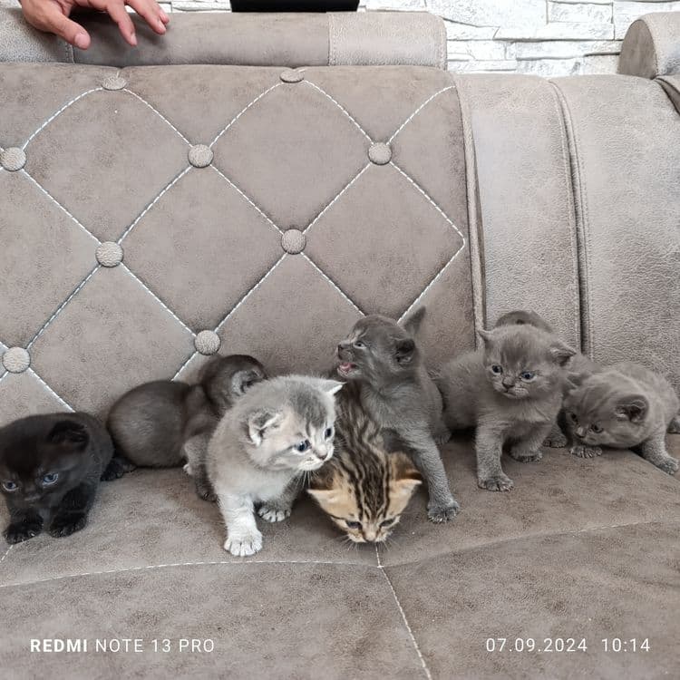 Милые котята готовы дарить тепло!!! — 8