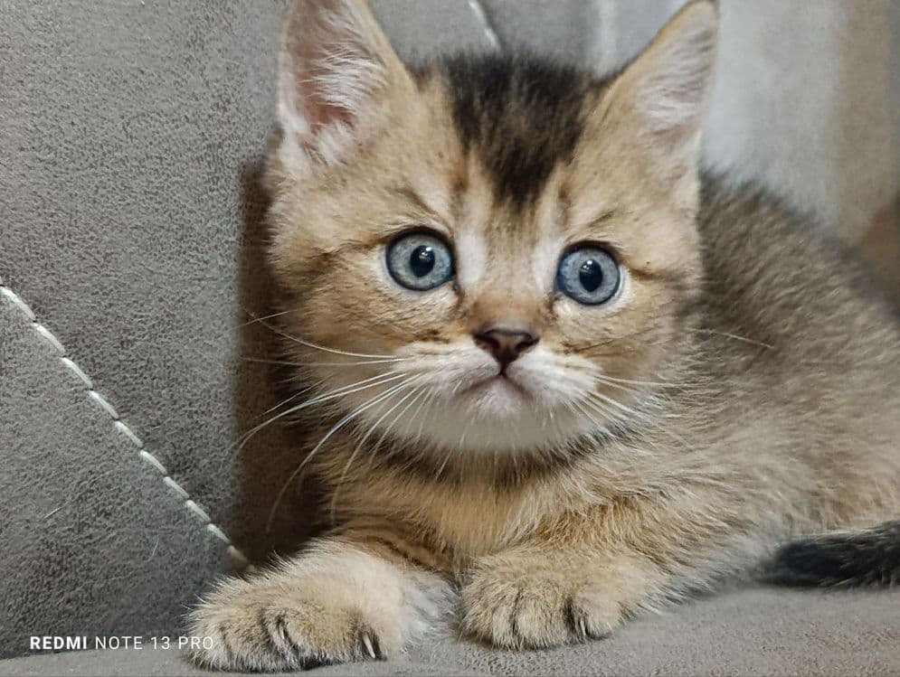 Котята британцы  и шотландцы — 2