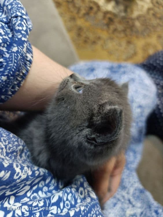Котята британцы  и шотландцы — 3