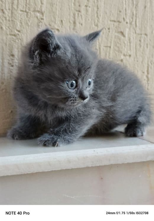 Котята британцы  и шотландцы — 4