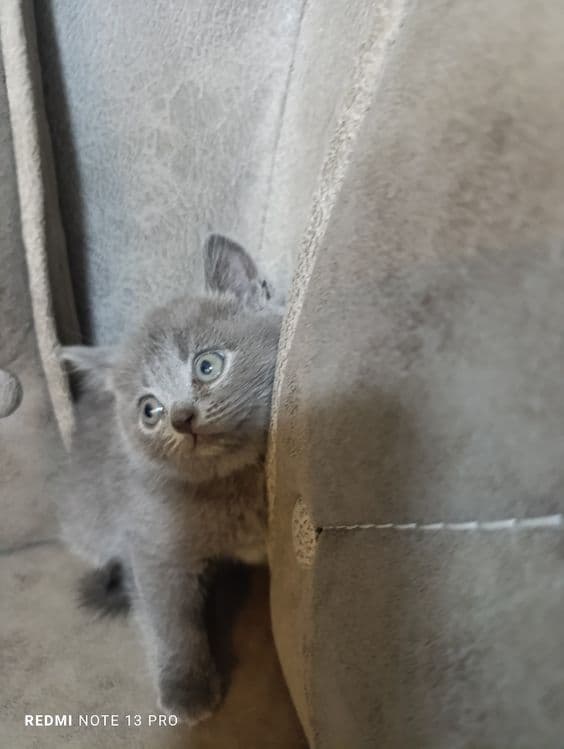 Котята британцы  и шотландцы — 5