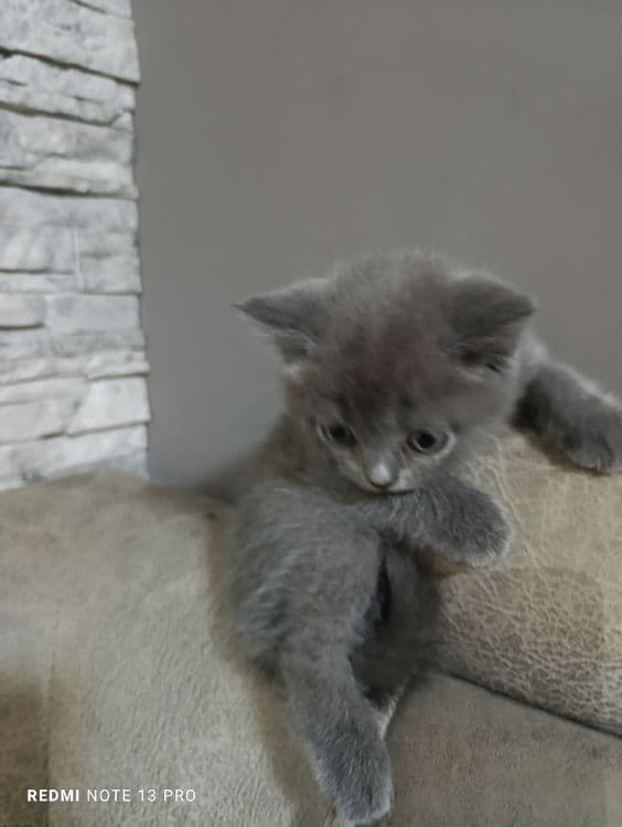 Котята британцы  и шотландцы — 6