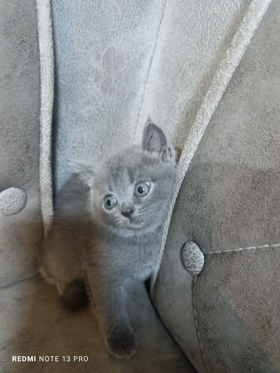 Котята британцы  и шотландцы — 7