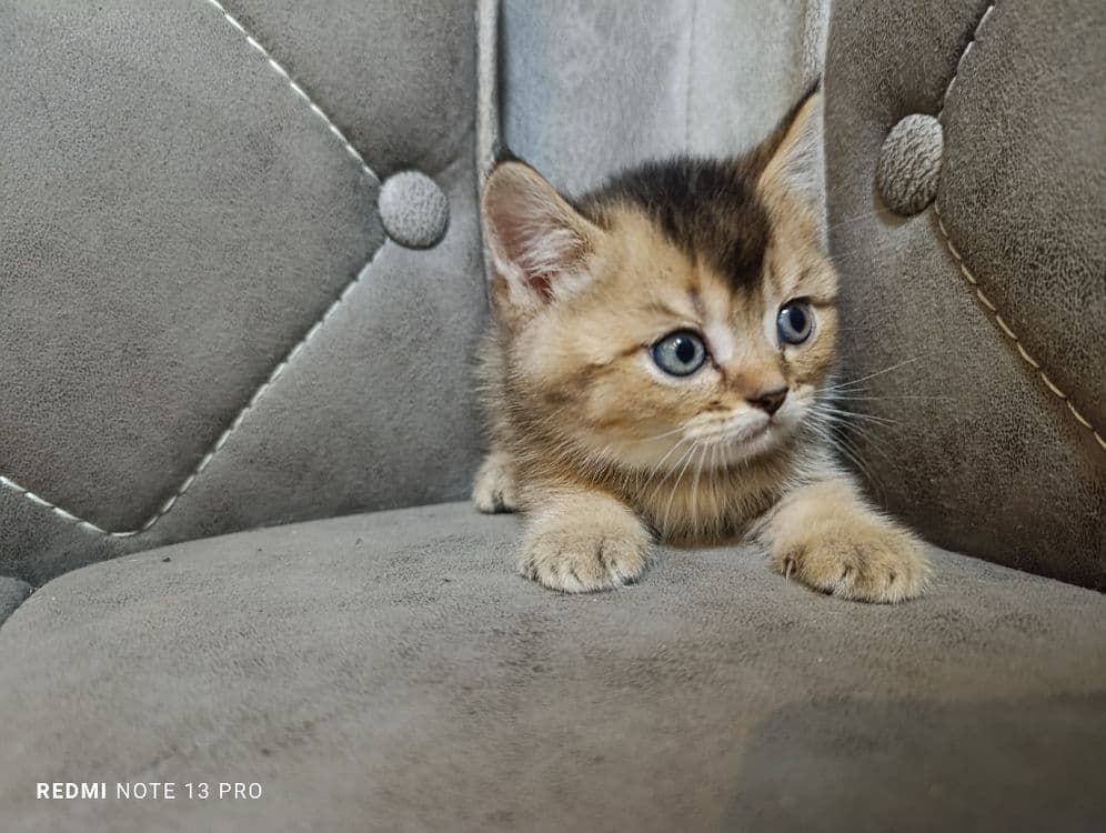 Котята британцы  и шотландцы — 8