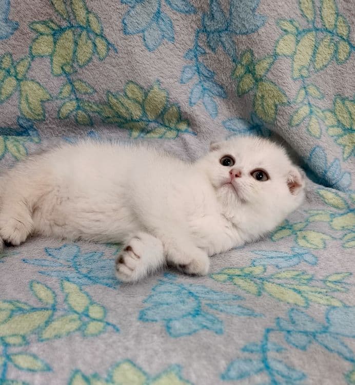 Продаётся чистокровные шотландские котята — 2