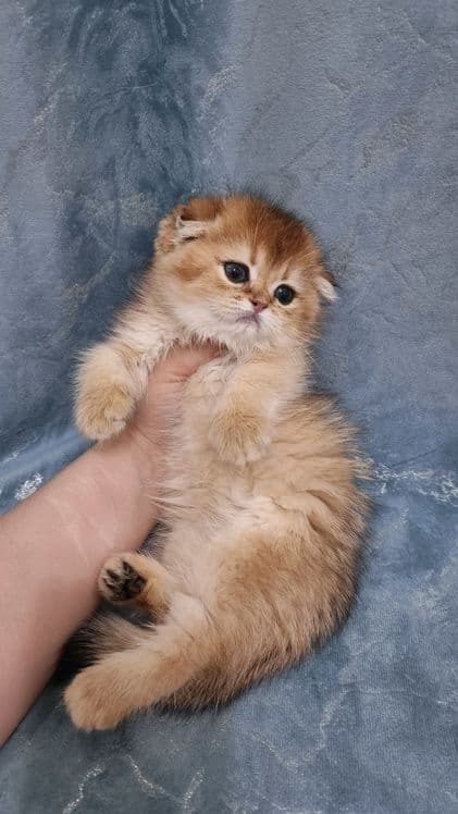 Продаётся чистокровные шотландские котята — 3