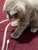 Породистая кошка шотландская веслоухая кошка