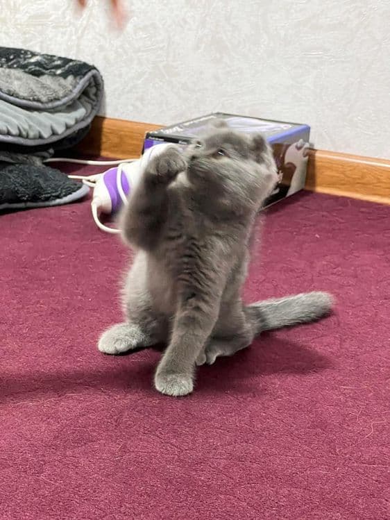 Породистая кошка шотландская веслоухая кошка — 2