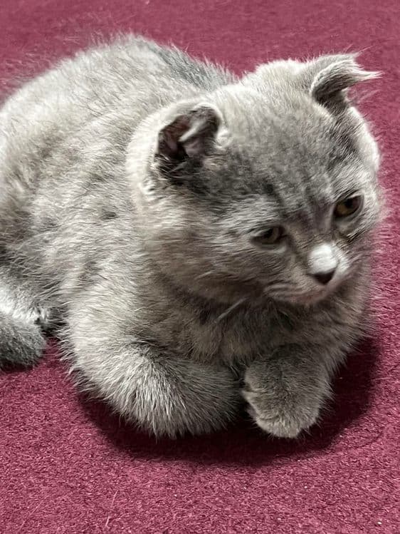 Породистая кошка шотландская веслоухая кошка — 3