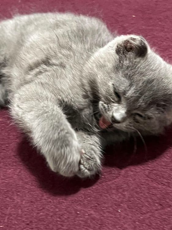 Породистая кошка шотландская веслоухая кошка — 4