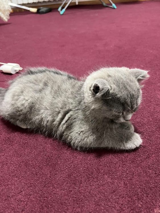 Породистая кошка шотландская веслоухая кошка — 5