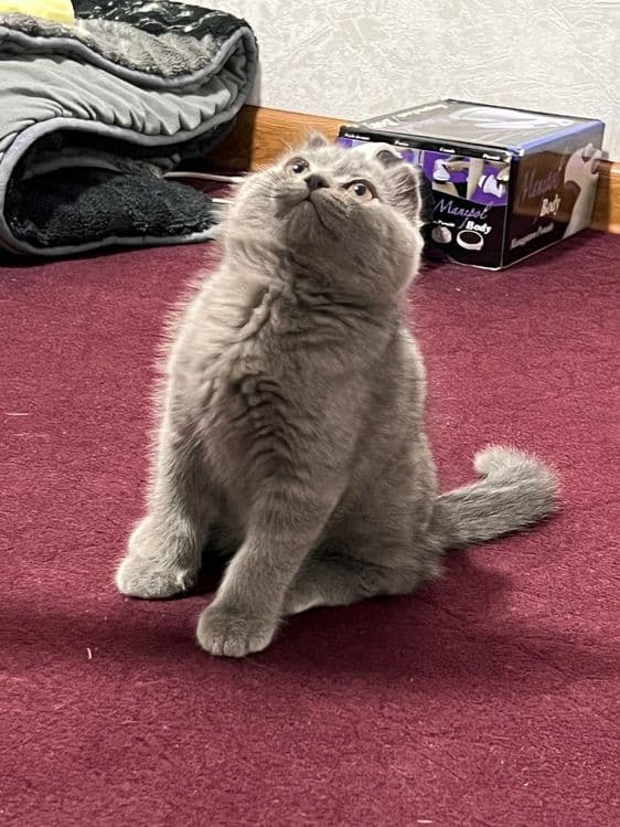 Породистая кошка шотландская веслоухая кошка — 6