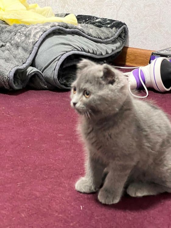 Породистая кошка шотландская веслоухая кошка — 7