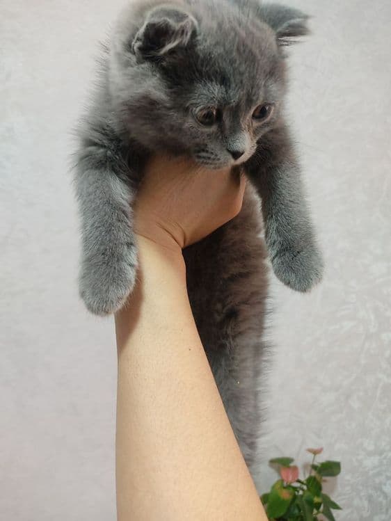 Породистая кошка шотландская веслоухая кошка — 8