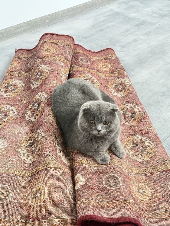 Scottish Fold Sotilmoqda — 2