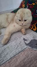 Шиншила фолд мужик