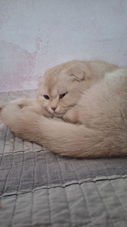Шиншила фолд мужик — 2