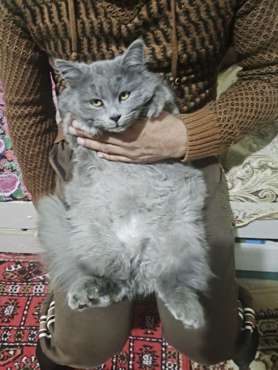Мушук Небелунгга ухшаш зот — 2