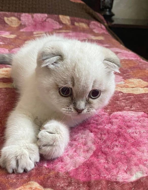 кошка скотиш фолд — 1