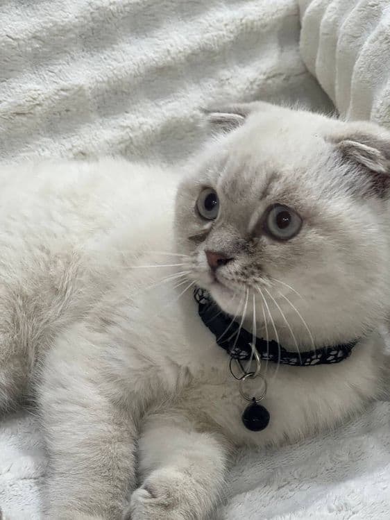 кошка скотиш фолд — 2