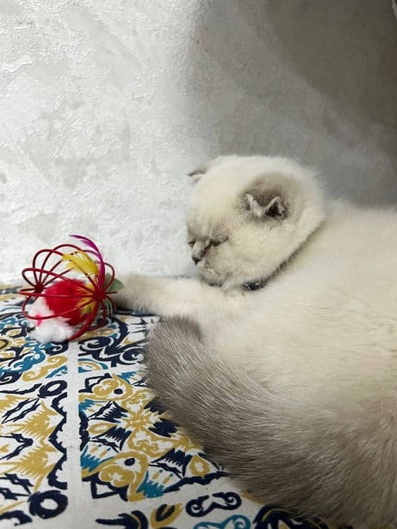кошка скотиш фолд — 3