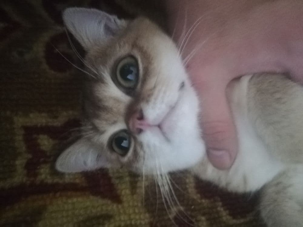 британская кошки — 2