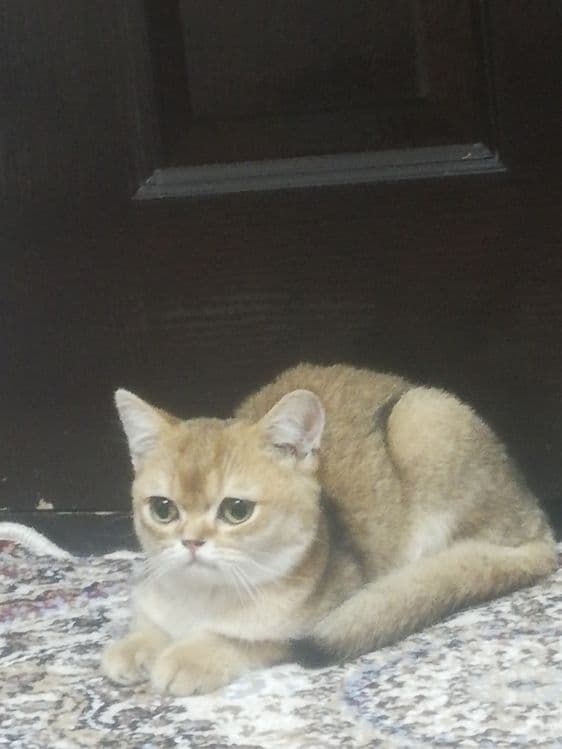 британская кошки — 3