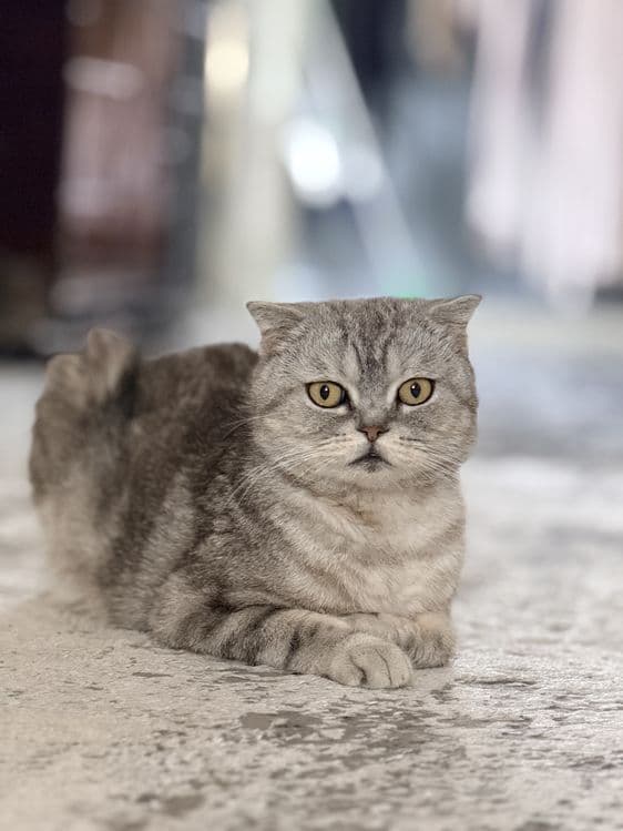 Продаётся кошка, Scottish Fold — 1