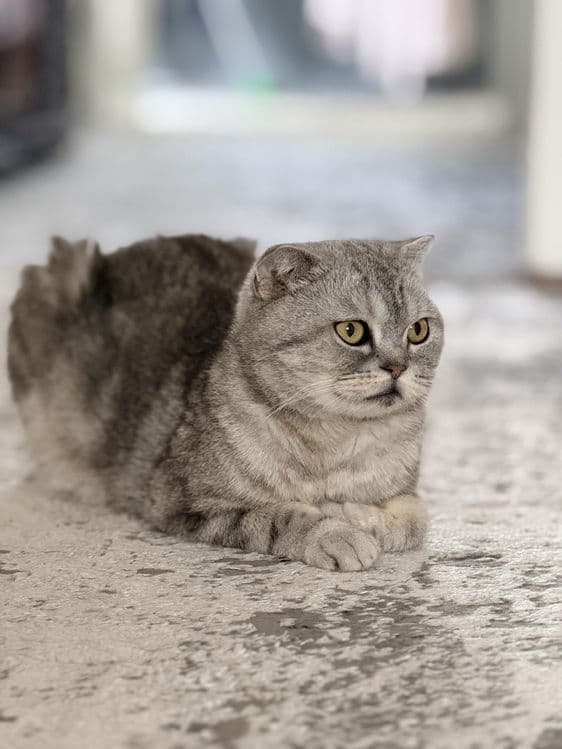 Продаётся кошка, Scottish Fold — 2