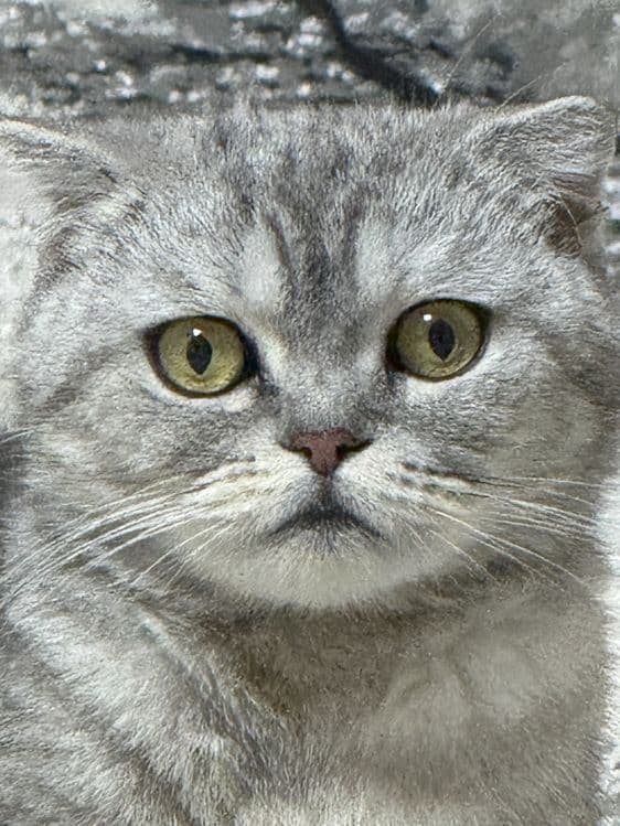 Продаётся кошка, Scottish Fold — 3
