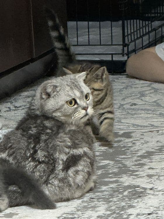 Продаётся кошка, Scottish Fold — 4