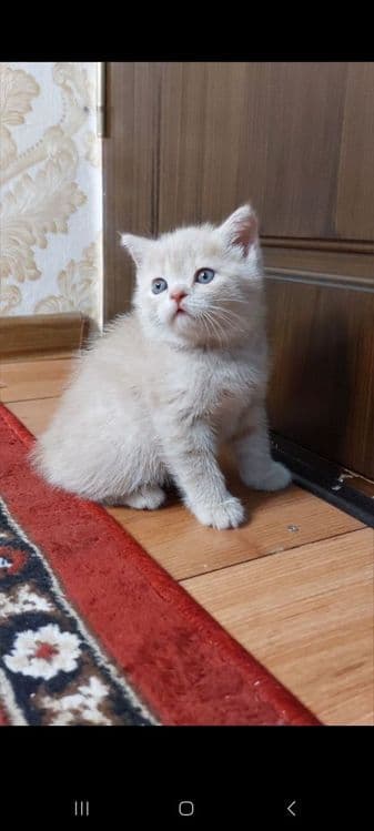 Продаются котята — 1