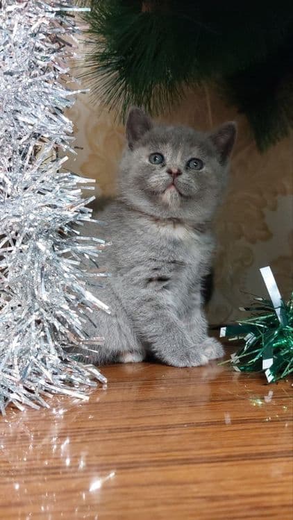 Продаются котята — 2