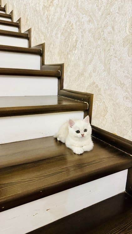 Золотая шиншилла продаётся — 2