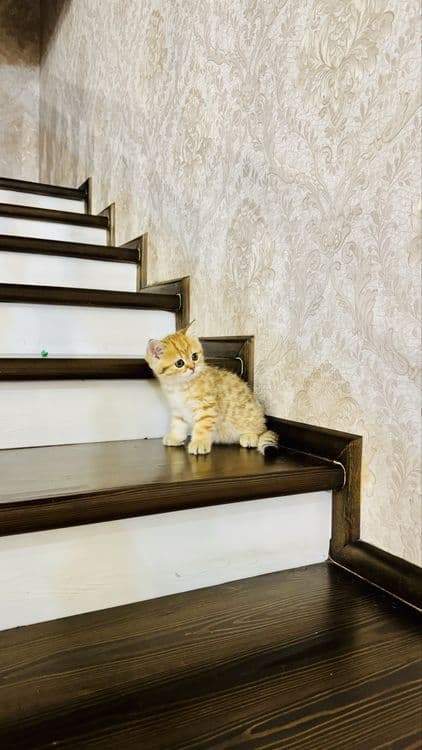 Золотая шиншилла продаётся — 3
