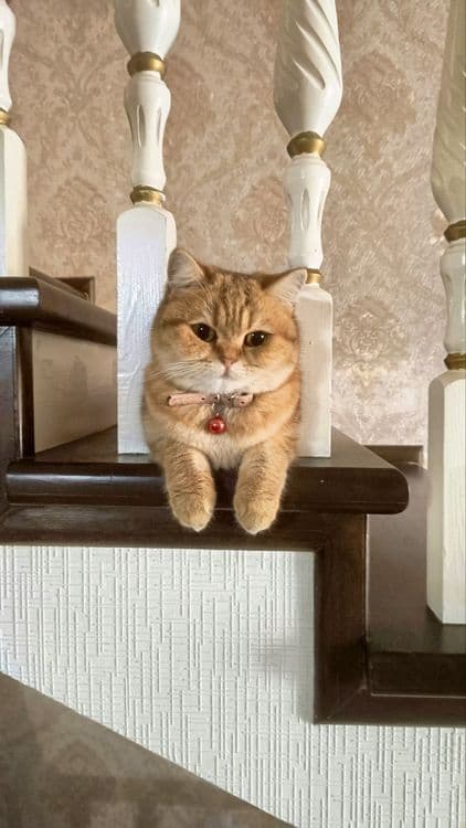 Золотая шиншилла продаётся — 5