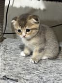 Продам котят мама золотая шиншила отец вислоухая
