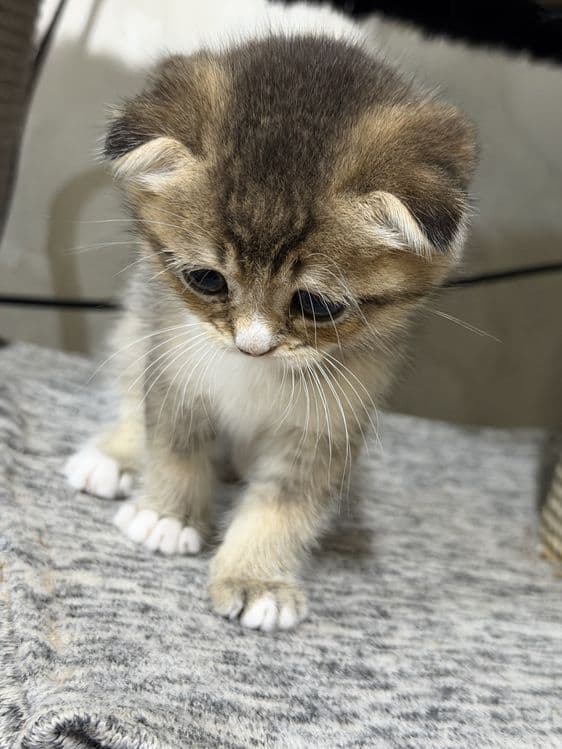 Продам котят мама золотая шиншила отец вислоухая — 2