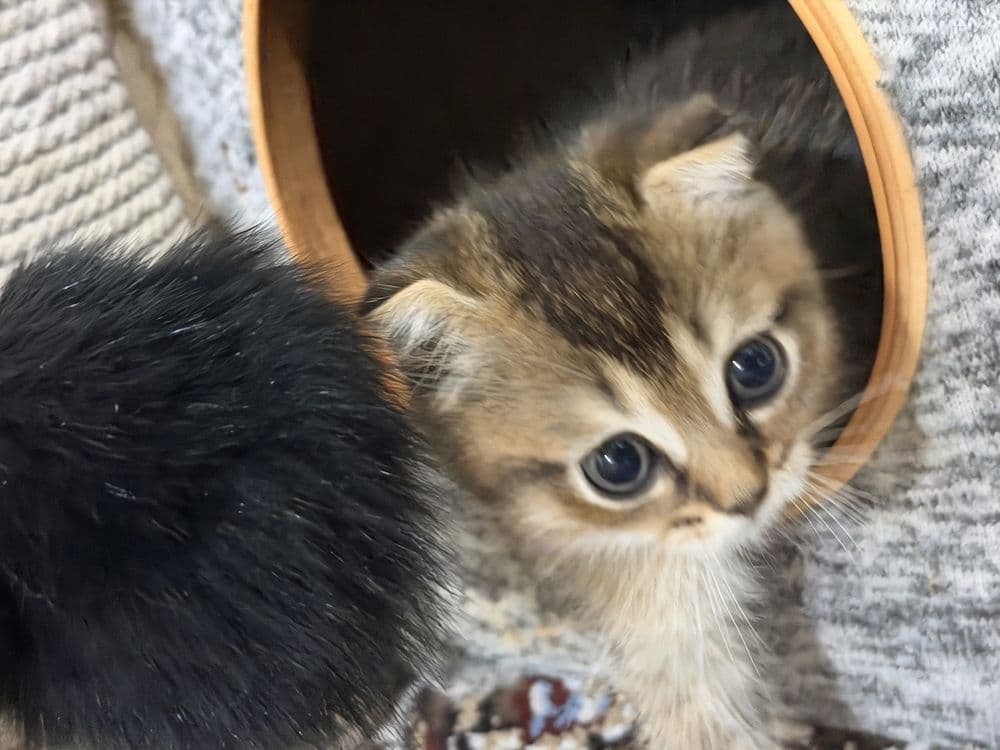 Продам котят мама золотая шиншила отец вислоухая — 3