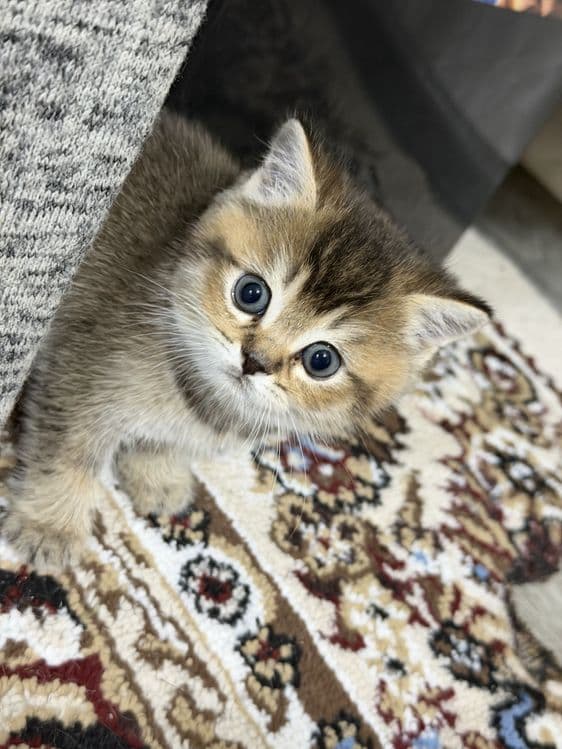 Продам котят мама золотая шиншила отец вислоухая — 4
