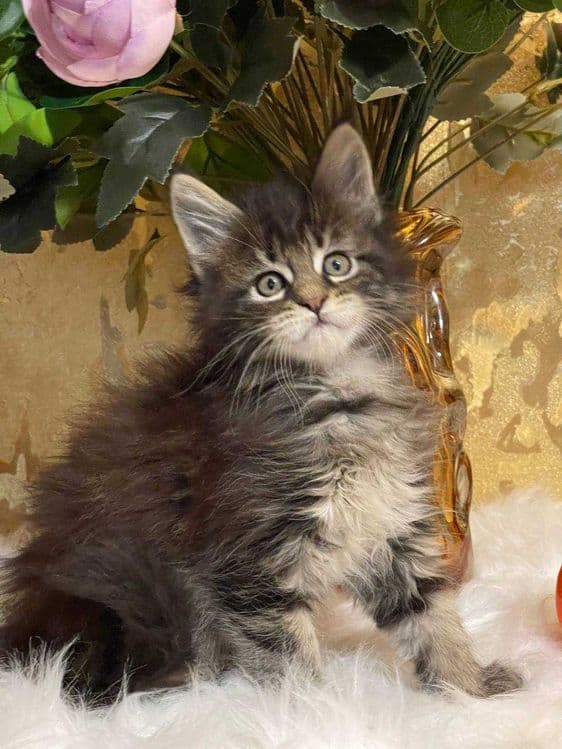 Продается мейнкун мальчик — 4
