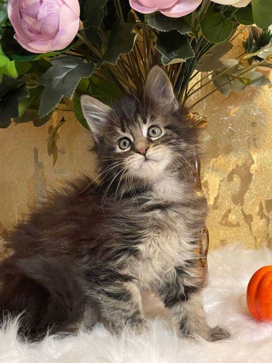 Продается мейнкун мальчик — 5