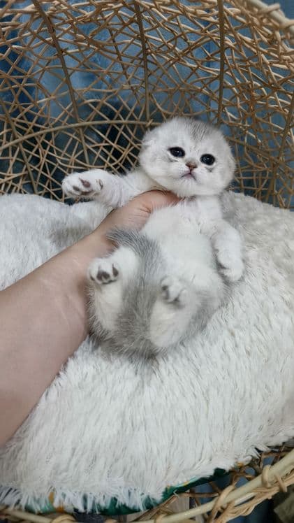 Продаётся чистокровная шотландская девочка скоттиш фолд — 1