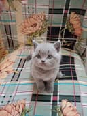 Продаются Котята