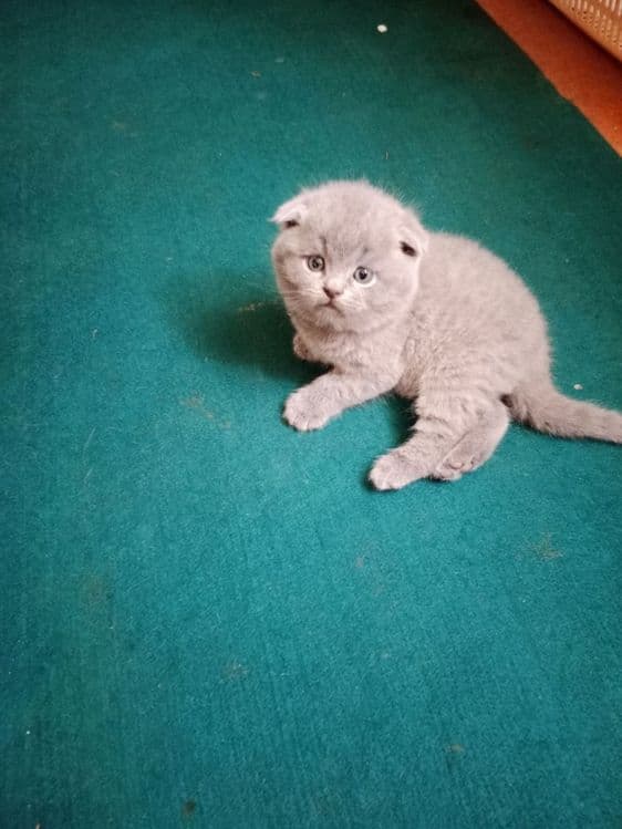 Продаются Котята — 2