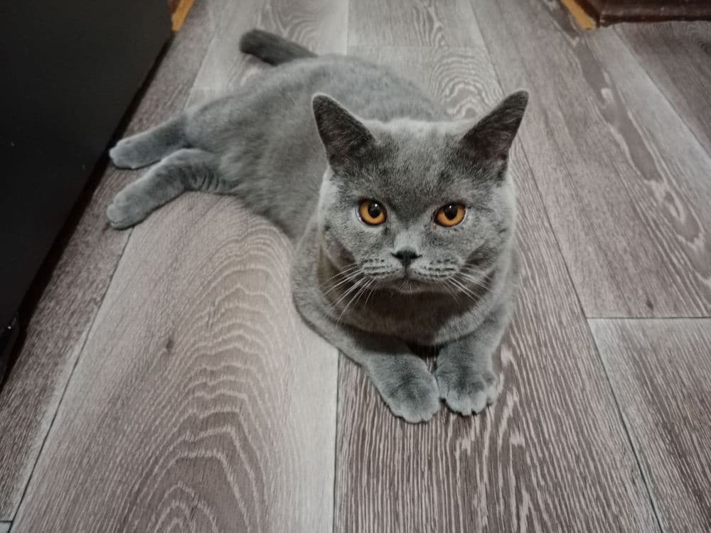 Продаются Котята — 3