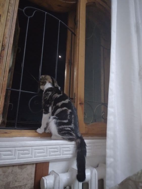 Продается кошка  срочно — 1